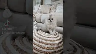 Sebashtian - The goofy guy who can make a toy out of anything!🤣 #kittens #cats #persiankittens #cat