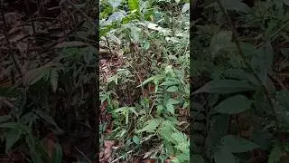 COBRA RELEASED BACK TO THE WILD