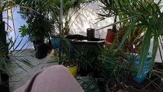 Trying New Plants For The Greenhouse and Holiday Recovery