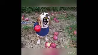 DOG WITH APPLE | APPLE DOG TRANSFORMATION #appledog #dogmemes #ai #memes #aicompetition #minimaxai