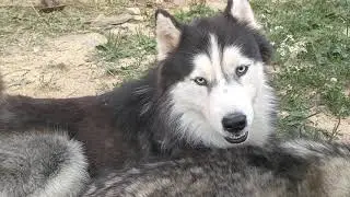 Пока мы на карантине , мы продолжаем тренироваться прям в вольере /husky circus husky day