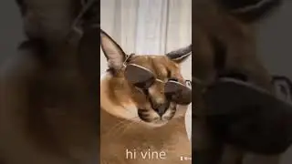 RipVine #short #fyp #floppa #caracal #ripvine