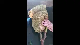 Jackfruit how to open it. Разделка джекфрут в первый раз для чайников. Как мы разделывали джекфрут