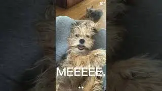 #animals #puppy #petloverscommunity #cool #lovablepets #petlovers #funny