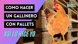 Como hacer un gallinero con pallets super fácil | Así lo hice