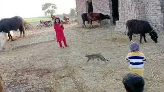 Baby outdoor baby with cat baby with cow