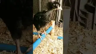 Baby Chicks Learning To Perch - Chickens - #cute #shorts #chicken