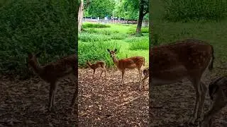 Christmas Deer Moments: Heartwarming Shorts Before the Holidays #animals #deer #tiere #park #germany