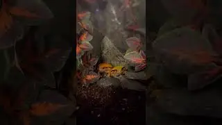 Tomato frog feeding!