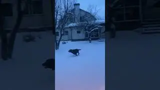 Микки и Юкки носятся по саду #dogs #хаски #хаскивидео #хасячьяжизнь #husky #huskydog #labrador#собак
