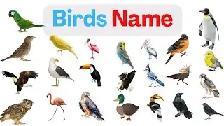Birds Name | Bird Vocabulary | Kids Learn Birds Name | Type of Birds | Birds Name for Kids |Children
