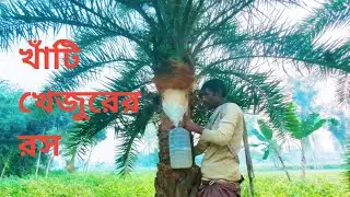 কিভাবে সংগ্রহ করা হয় খাঁটি খেজুরের রস? | বাস্তব দৃশ্য #foryou 