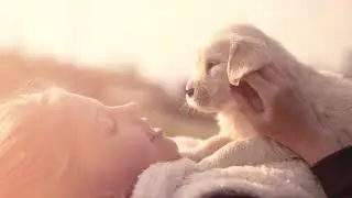 Dog friendly caravans near me