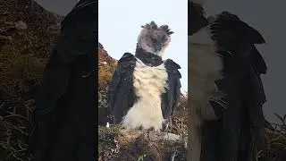 which bird? #shorts #birds