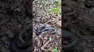 IPU IPA TEUVIN ANA KICHAT PEN U GULSI BUH ||ANAVEU TE||KUKI YT CHANNEL.NORTH-EAST INDIA MANIPUR.