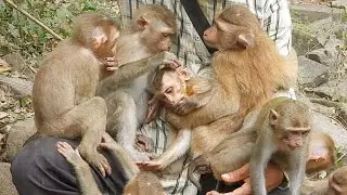 Warmly welcome Two New Members Abandoned with Savanna Family