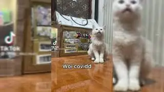 KUCING SHOTING FILM COVID-19