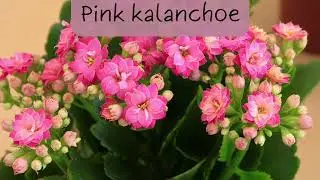 Pretty Pink House Plants For Your Home