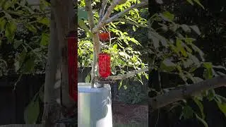 Visit from Beautiful Hummingbird part 1