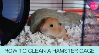 How To Clean A Hamster Cage