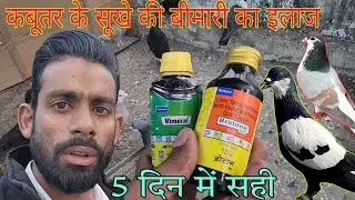 कबूतर के सूखे की बीमारी का इलाज || Kabootar ke sukhe ki bimari ka ilaj.