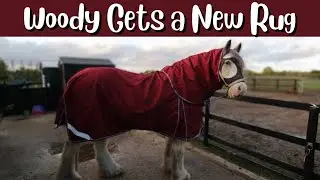 Woody Gets a New Rug That Actually Fits Him! / Equestrian VLOG