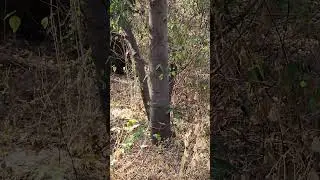 See Long Tail Wonder Squirrel #Shorts #wonder #rare #spice #nature #tree