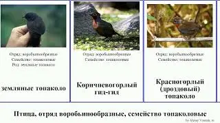 Птица, отряд воробьинообразные, семейство топаколовые земляной birds кустарниковый дроздовый
