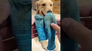 🐶 Tired of cleaning muddy paw prints?This is the ultimate pet product you need!