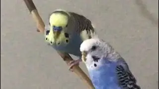 We’re back!!! Talking budgie Oliver + Sophia!! Sorry! Life gets in way Somtimes!!!