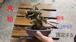 bonsai　盆栽　初心者　植え替え　固定　アルミ線