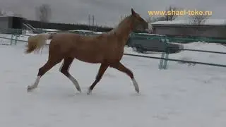 Yagmar Shael (Gaon Shael - Yafit Shael), 2-year-old akhal-teke mare, ахалтекинская кобыла.
