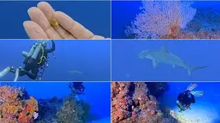 Ninja 12/10/25 @75m Scuba Diving Mauritius