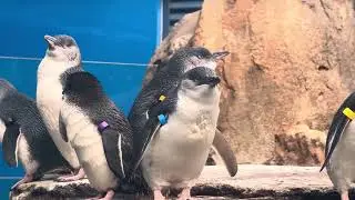 Little blue penguins all wait for who&rsquo;s gonna jump in first (spoiler they never do but they&rsquo;re cute)