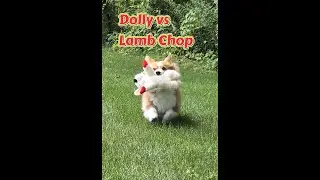 Dolly vs Lamb Chop! 🐑 Best toy!