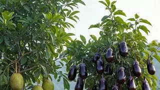 ছাদের সবজি চাষের বস্তায় সার মিশ্রিত মাটি প্রস্তুত করার  ভিডিও 🥰