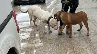 SUPER BOWL SUNDAY Boerboel + Bully Action LIVE #boerboel #dogbreed #doglife