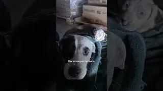 Woman Finds A Stray Pittie And Her Puppy In Freezing Cold | The Dodo