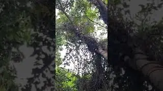 wisata lampung selatan ‼️ indahnya minang rua bakauheni lampung selatan