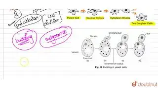 How binary fission in Amoeba can differentiated form budding in yeast ?