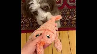 Floppy Lobster - Interactive Dog Toy