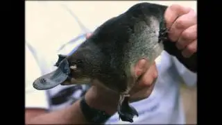 Australian platypus and tiered waterfall Mitchell, Australia