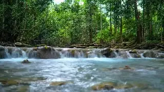 Soothing River Flowing Birds Chirping, Peaceful Forest Ambience for Deep Sleep and Mind Relaxing