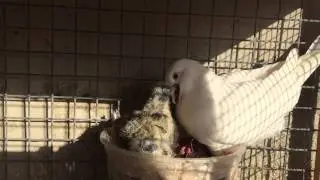 A female ringneck dove feeding a senegal & european turtle dove hybrid hatchlings