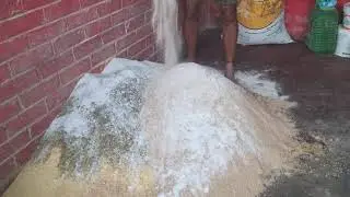 গৰুৰ দানা বনোৱা পদ্ধতি
