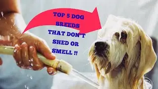 Top 5 Dog Breeds That Don&rsquo;t Shed or Smell