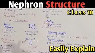 Nephron Structure  And Functions | Bowman's Capsule | Glomerulus | Class 10 Biology