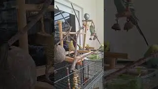 Play gym day #englishbudgies #petbudgies #budgielove  #parakeets #bidgiesplaying