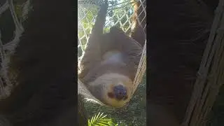 😴🦥CCTV Slow Life: Sloth Napping in the Sun (Time Stands Still)  #youtubeshorts #funny