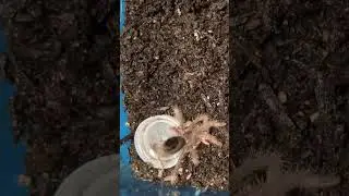 Amazon Blue Bloom #tarantula #animals #animalfacts #arachnid #exotic